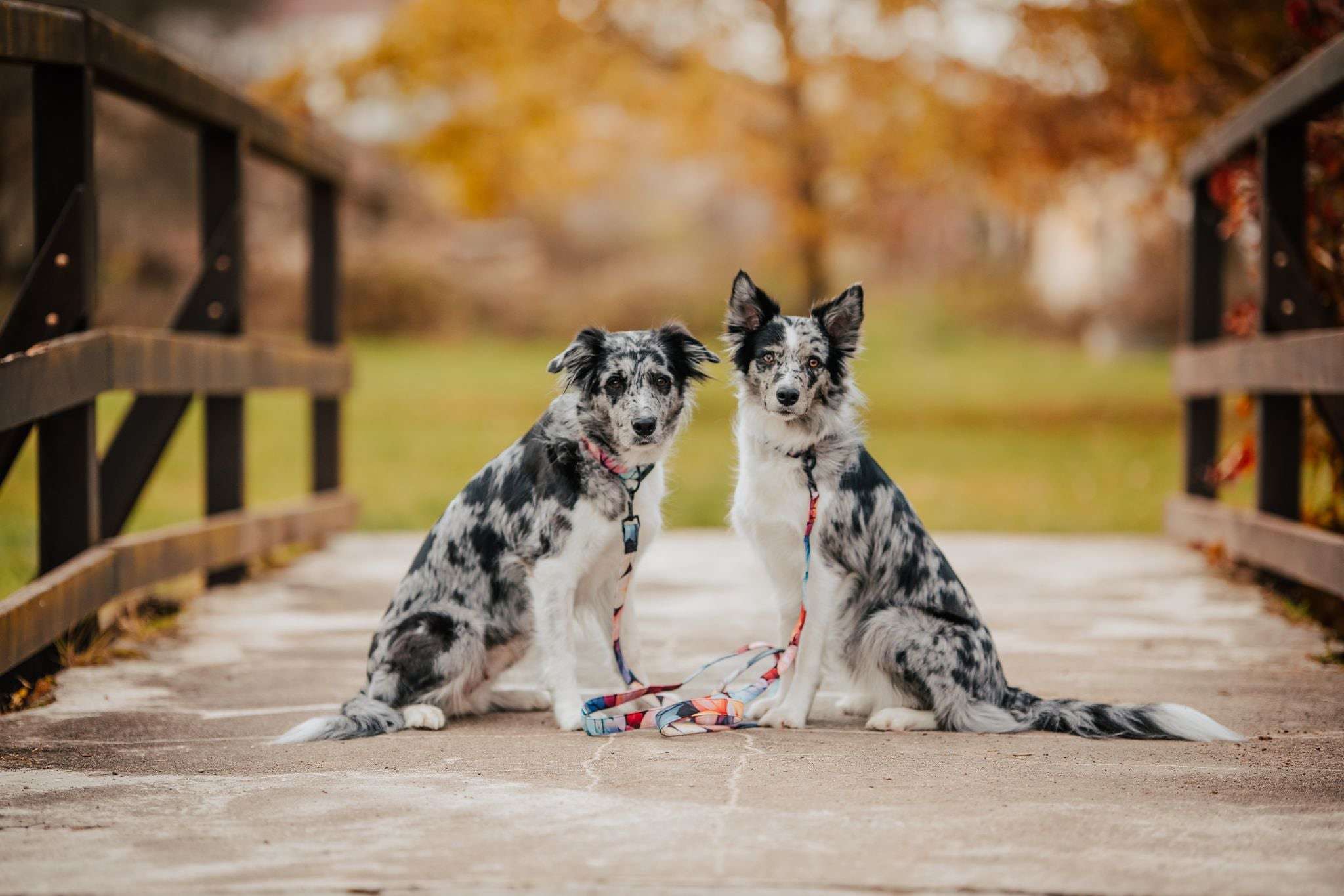 Přepínací vodítko RAINBOW LEAVES - Obrázek 2