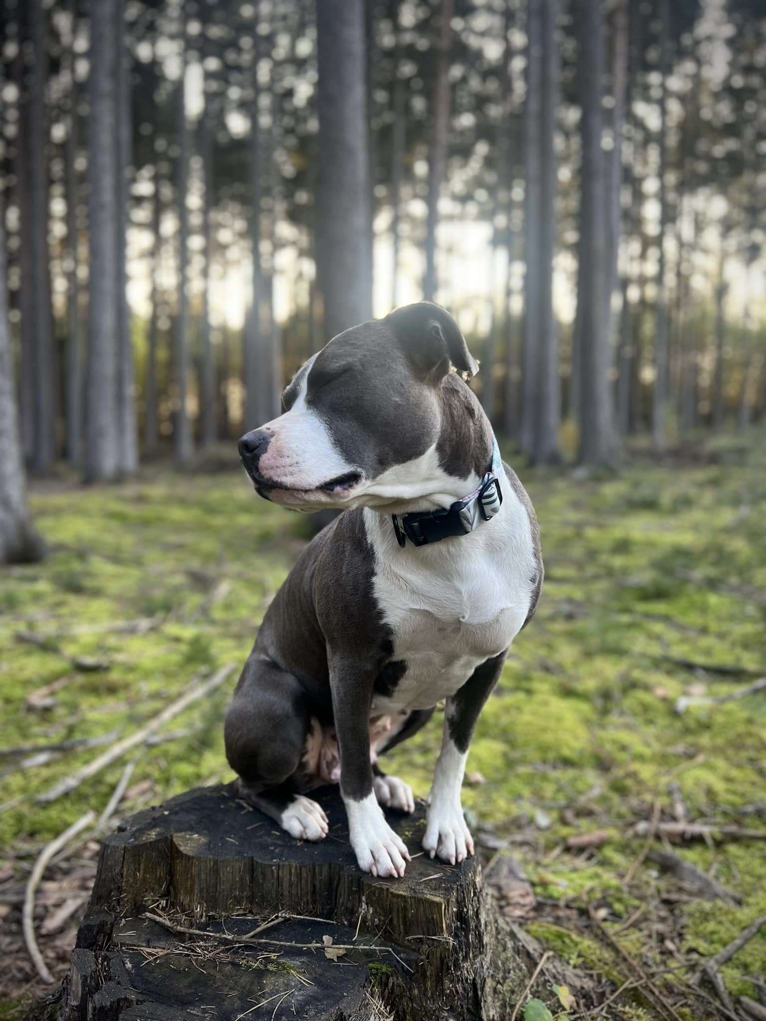 Obojek BLUSH FOREST - Obrázek 4